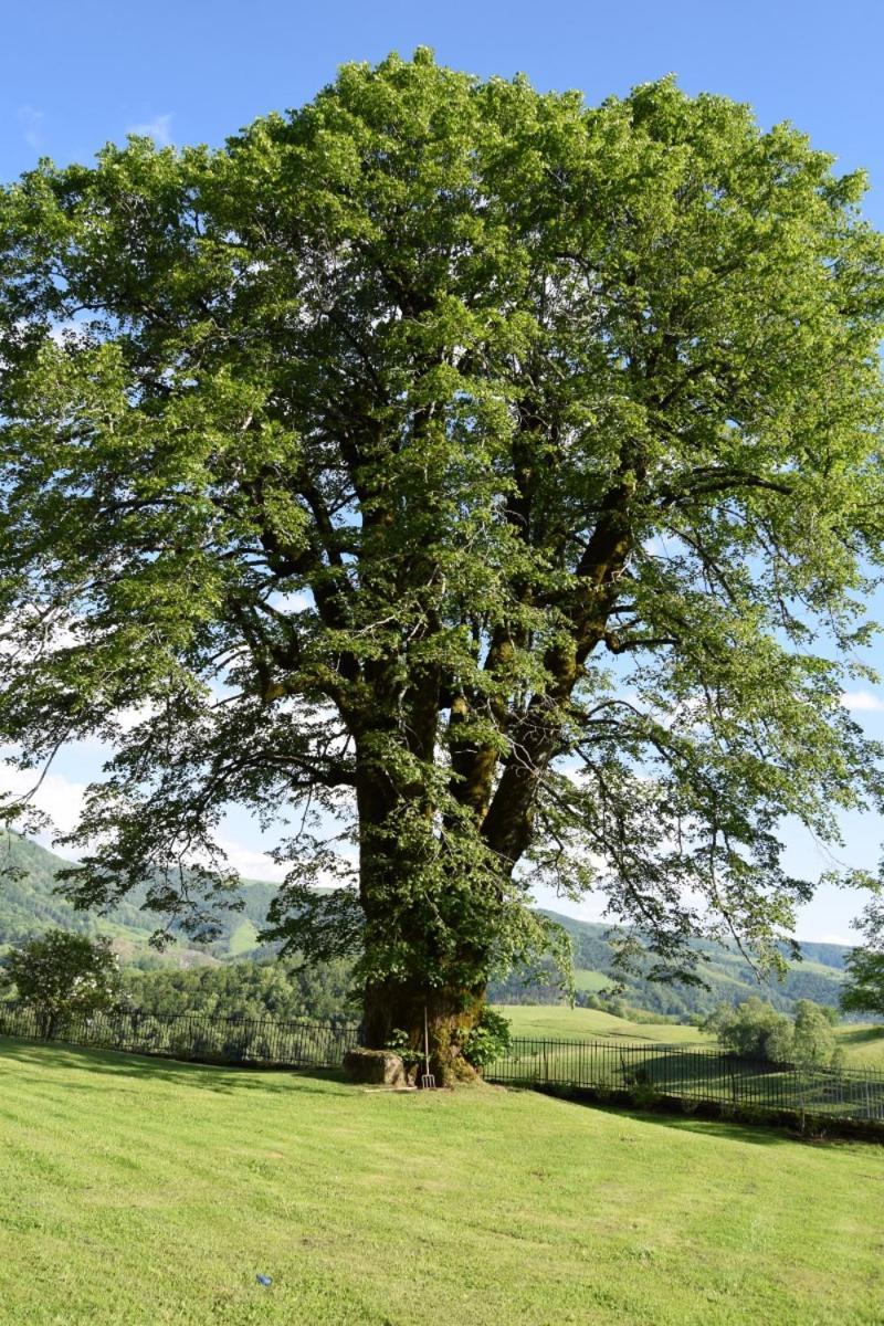 Gite 4 Personnes Dans Le Cantal Animaux Bienvenus Lascelle Extérieur photo